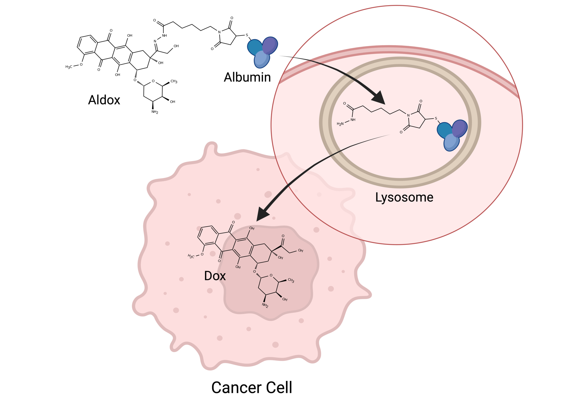 Gemini Therapeutics