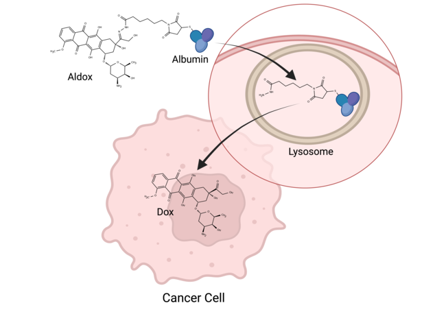 Illustration of aldoxorubicin binding albumin and releasing doxorubicin inside the cancer-cell lysosome